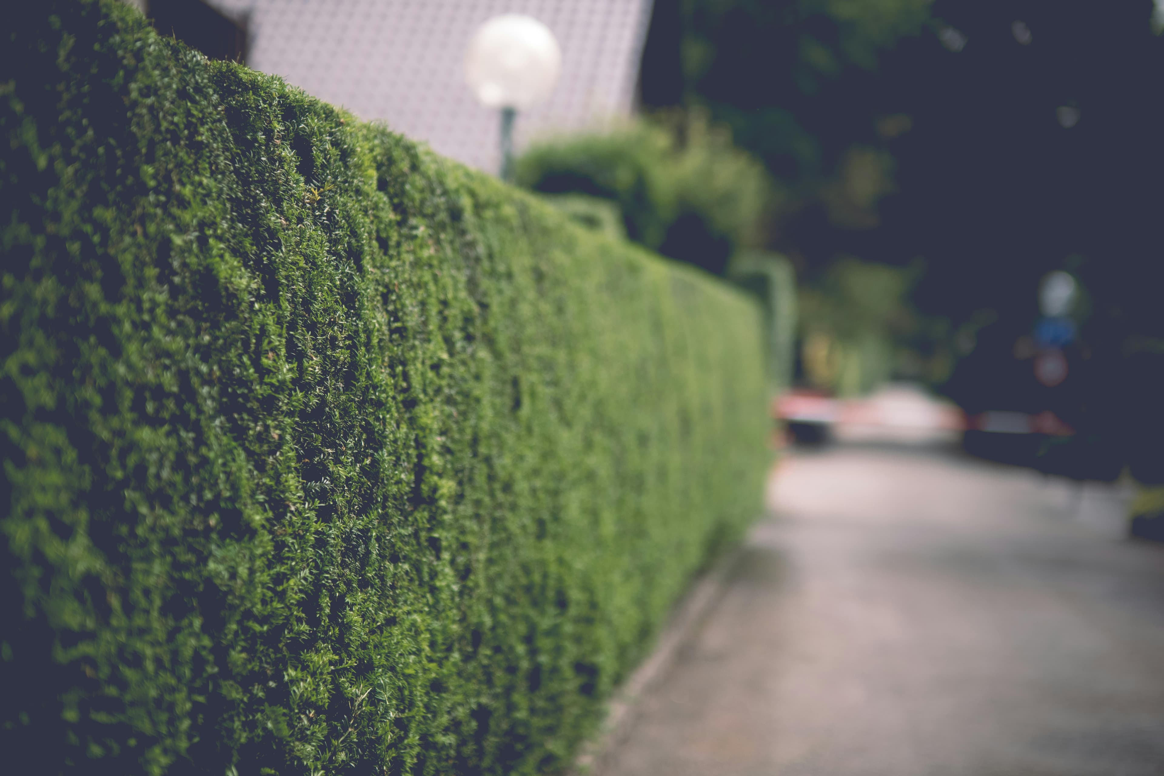 Plantation et taille d'arbres